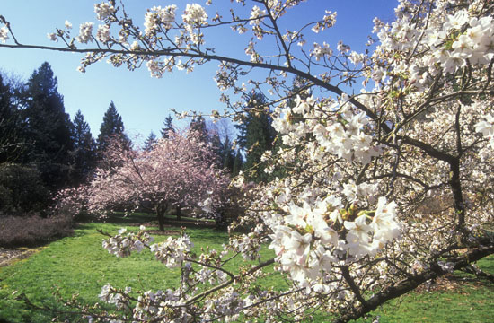 flowering cherry tree pictures. Flowering cherry tree